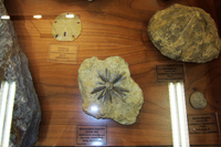 Facultad de Geol�gicas. Museo de Minerales. F�siles de equinodermos