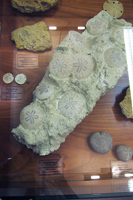Facultad de Geol�gicas. Museo de Minerales. F�siles de equinodermos